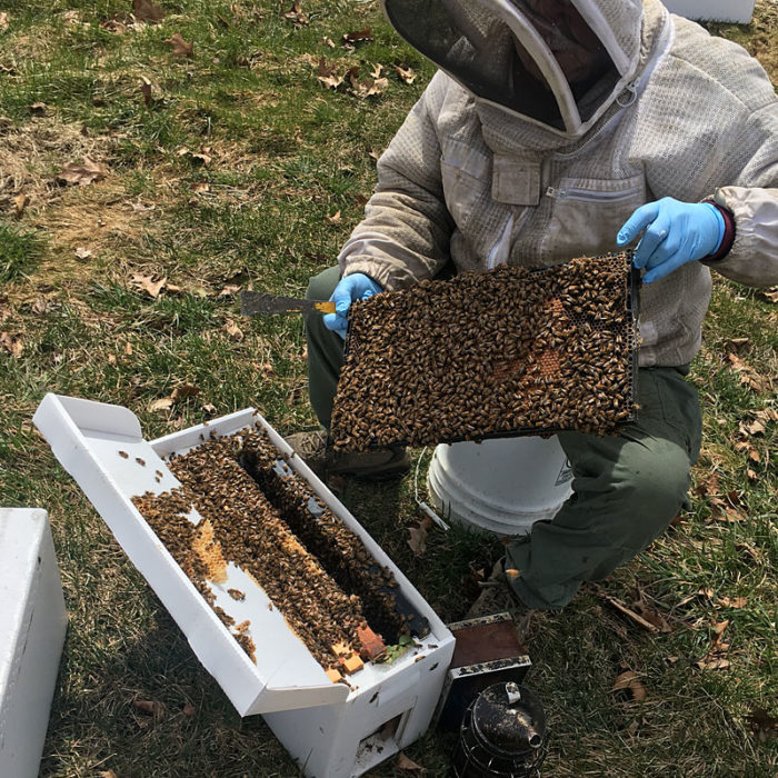 NUC Colonies